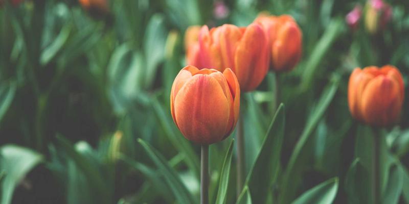 2024年电子技术趋势解析：从入门教程到实战项目全指南