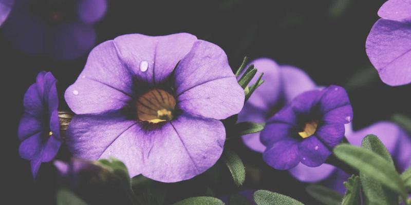 从入门到精通：电子爱好者必备的电路设计教程指南